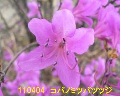 ~coccW